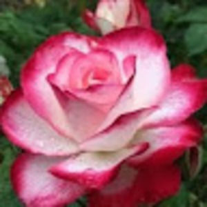 Meet your Posher, Cassidy